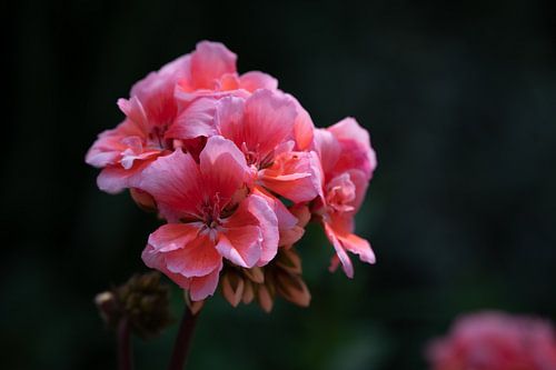 Roze Geranium