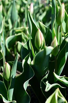 Tulipes dans le bouton sur Gerard de Zwaan