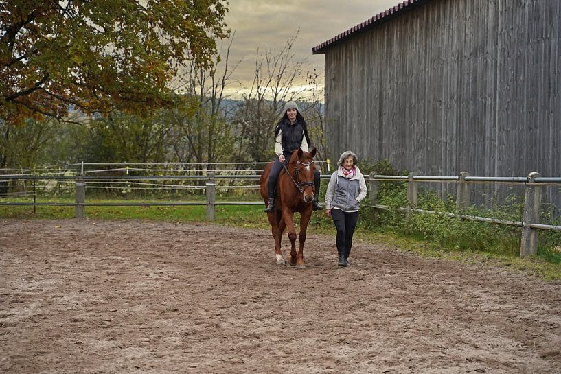 Training mit der rotbraunen Oldenburger Stute auf einem Reitplatz von Babetts Bildergalerie