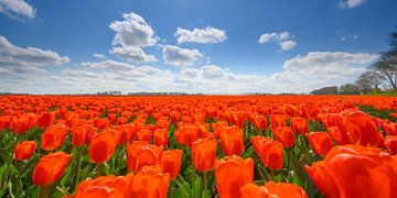Tulpen in het veld in het voorjaar van Sjoerd van der Wal
