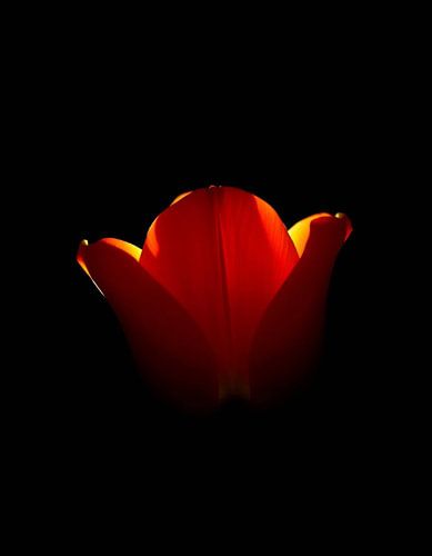 „Ember Tulip II“