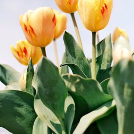 Tulipes jaunes // Pays-Bas // Photographie de nature sur Diana van Neck Photography