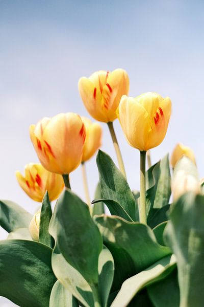 Gele Tulpen in de Lentezon // Nederland // Natuurfotografie van Diana van Neck Photography
