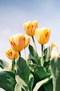 Gele Tulpen in de Lentezon // Nederland // Natuurfotografie van Diana van Neck Photography thumbnail