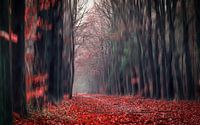 Red forest walk through  van Sabine Bartels thumbnail