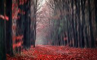 Promenade dans la forêt rouge 