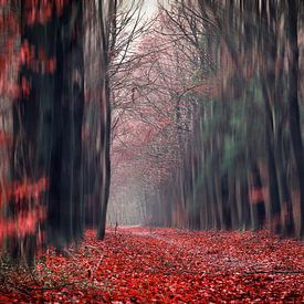Red forest walk through  by Sabine Bartels