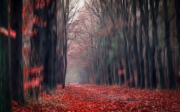 Red forest walk through  von Sabine Bartels