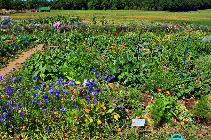 le cueilleur par Edgar Schermaul