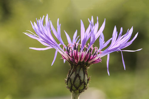 Kornblumenblüte