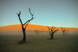 Dead trees in Deadvlei Namibia by Adri Klaassen