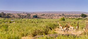 Giraffes on savanne von Jan van Kemenade