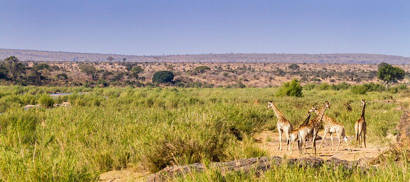 Giraffen op savanne van Jan van Kemenade