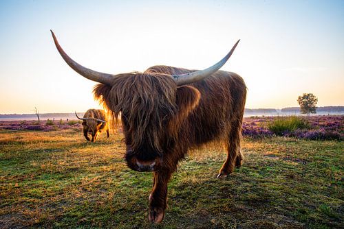 Scottish Highlander on the heath
