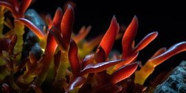 Underwater enchantment (underwater macro photography) by Surreal Media