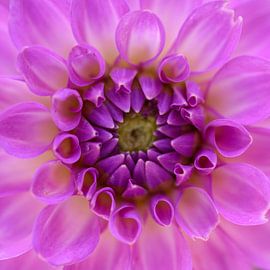 Violet sur Ellen van den Doel