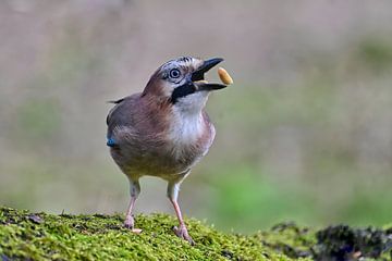 Jay from the front by Bernhard Kaiser