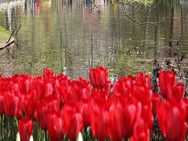 tulpen von sarp demirel