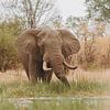L'alimentation des éléphants dans les eaux du delta de l'Okavango sur Geke Woudstra