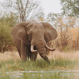 Olifanten eten in het water van de Okavango Delta van Geke Woudstra