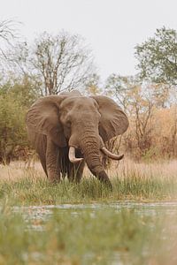 L'alimentation des éléphants dans les eaux du delta de l'Okavango