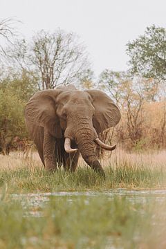 Olifanten eten in het water van de Okavango Delta van Geke Woudstra