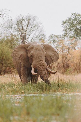 L'alimentation des éléphants dans les eaux du delta de l'Okavango sur Geke Woudstra