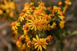 Gelbe Blumen von Jeroen Beemsterboer