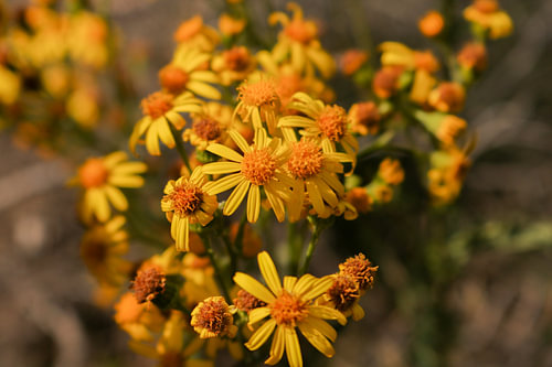 Yellow flowers