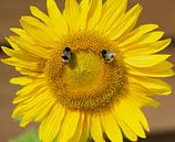 Sonnenblume mit 2 hungrigen Hummeln von Talitha Blok Miniaturansicht