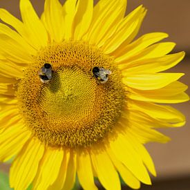 Sonnenblume mit 2 hungrigen Hummeln von Talitha Blok