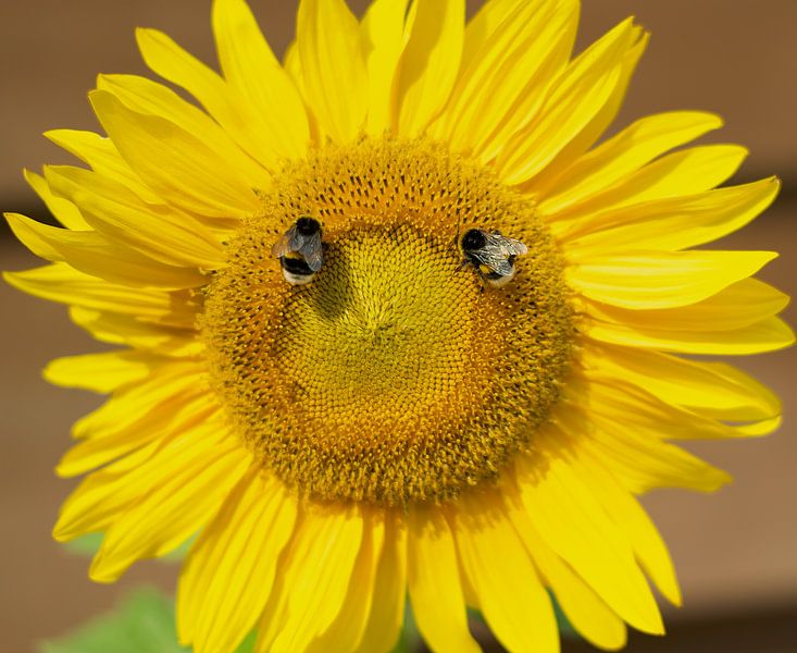 Sonnenblume mit 2 hungrigen Hummeln von Talitha Blok