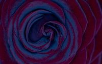 Blaue Nahaufnahme einer blühenden Rose von Photo Henk van Dijk Miniaturansicht