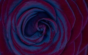 Blaue Nahaufnahme einer blühenden Rose