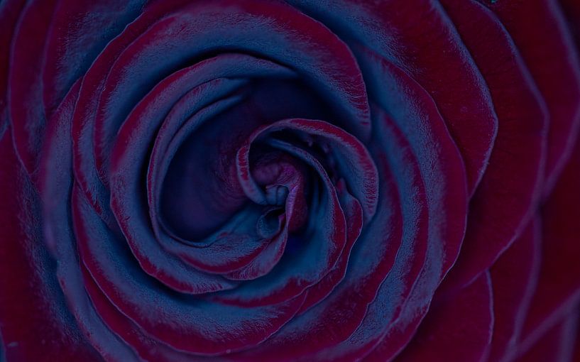Blaue Nahaufnahme einer blühenden Rose von Photo Henk van Dijk