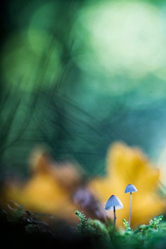 That's how the light gets in