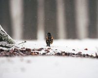Male keep looks ahead as the snow falls