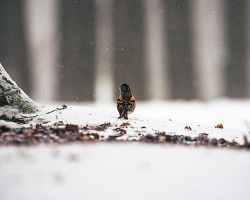 Un gardien regarde devant lui alors que la neige tombe