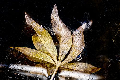 Feuille flottante