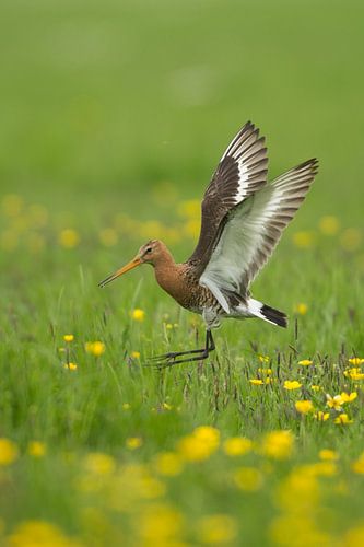 Landende Grutto in de polder