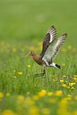Grant in the polder by Jeroen Stel thumbnail