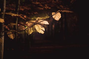 Goldene Blätter im Herbst von Sandra Hazes