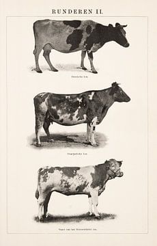 Vintage engraving Cattle II by Studio Wunderkammer