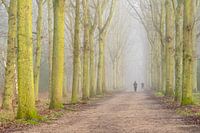 Bomenlaan in de mist