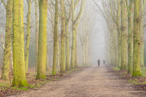 Avenue des arbres dans la brume