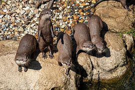 Otter familie van JaSa
