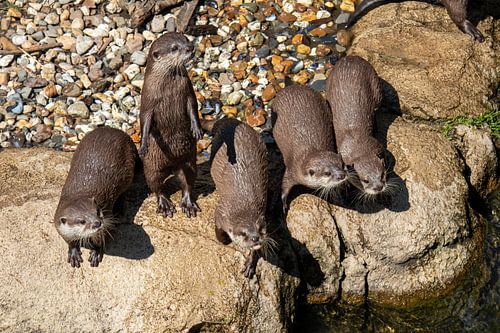 Famille de la loutre