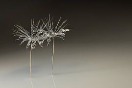 Ephemeral, minimalist tranquillity – an elegant botanical still life by Marjolijn van den Berg
