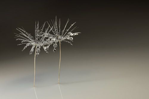 Ephemeral, minimalist tranquillity – an elegant botanical still life by Marjolijn van den Berg
