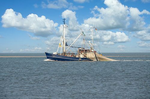 Krabknipper op de Noordzee